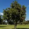 Stenocarpus sinuatus - Árvore Roda de Fogo, Árvore do Rotary, Firewheel Tree - Image 8