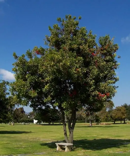 Stenocarpus sinuatus - Árvore Roda de Fogo, Árvore do Rotary, Firewheel Tree - Image 8