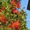 Stenocarpus sinuatus - Árvore Roda de Fogo, Árvore do Rotary, Firewheel Tree - Image 9