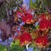 Stenocarpus sinuatus - Árvore Roda de Fogo, Árvore do Rotary, Firewheel Tree - Image 10