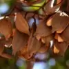 Stenocarpus sinuatus - Árvore Roda de Fogo, Árvore do Rotary, Firewheel Tree - Image 11