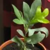 Stenocarpus sinuatus - Árvore Roda de Fogo, Árvore do Rotary, Firewheel Tree - Image 12