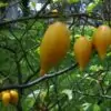 Tabernanthe iboga - Iboga, Árvore da Sabedoria, Árvore do Conhecimento, Ibogaina - Image 2