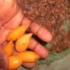 Tabernanthe iboga - Iboga, Árvore da Sabedoria, Árvore do Conhecimento, Ibogaina - Image 4