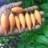 Tabernanthe iboga - Iboga, Árvore da Sabedoria, Árvore do Conhecimento, Ibogaina - Image 5