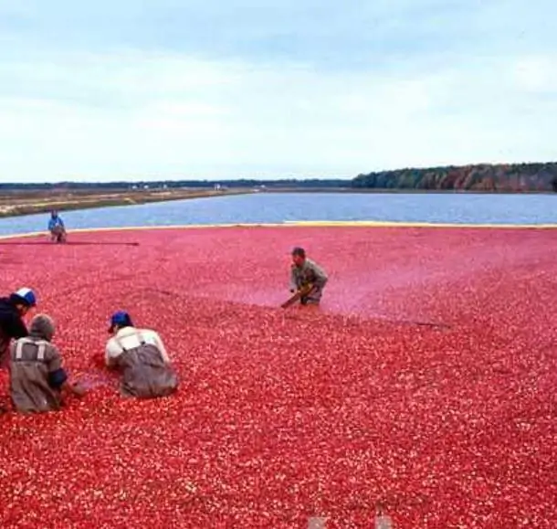 Vaccinium macrocarpon - Cereja Oxicoco, Oxycocus, American Cranberry Oxycoccus - Imagem 2