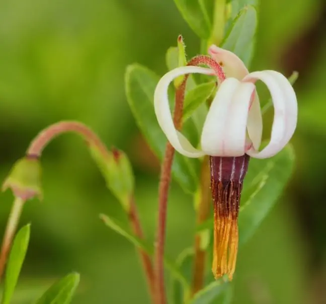 Vaccinium macrocarpon - Cereja Oxicoco, Oxycocus, American Cranberry Oxycoccus - Imagem 4