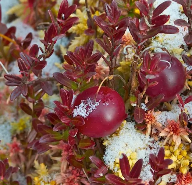 Vaccinium macrocarpon - Cereja Oxicoco, Oxycocus, American Cranberry Oxycoccus - Imagem 6