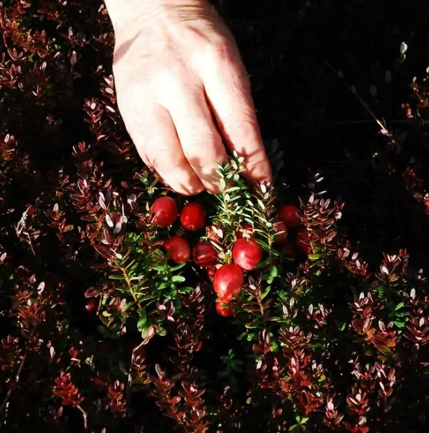 Vaccinium macrocarpon - Cereja Oxicoco, Oxycocus, American Cranberry Oxycoccus - Imagem 9