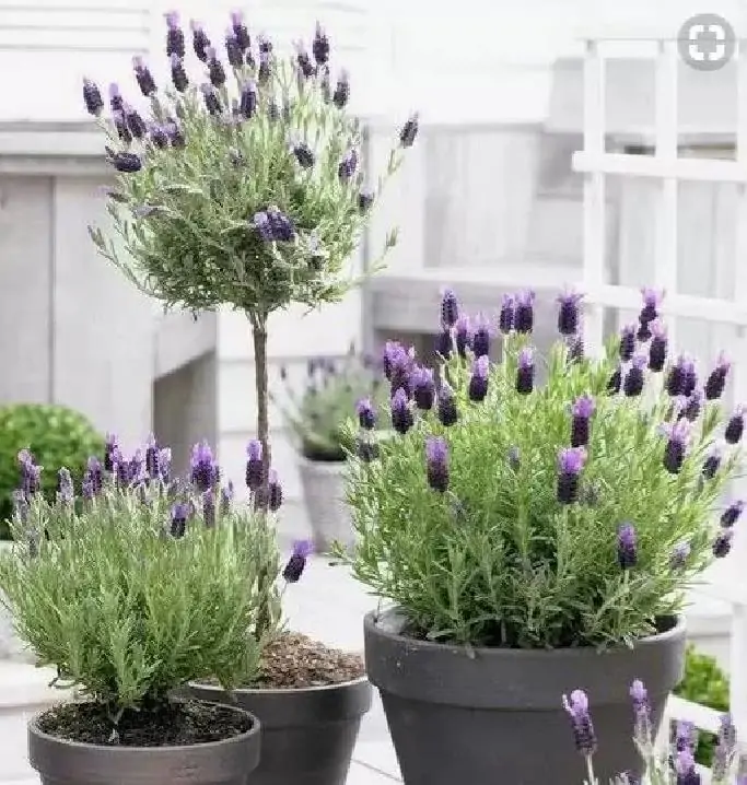 Lavandula pedunculata ssp Pedunculata - Lavanda borboleta, Lavanda espanhola, Lavanda portuguesa, Alfazema portuguesa