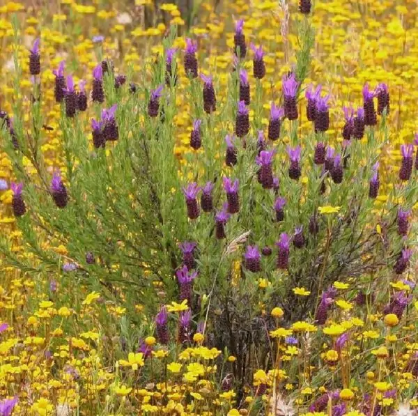 Lavandula pedunculata ssp Pedunculata - Lavanda borboleta, Lavanda espanhola, Lavanda portuguesa, Alfazema portuguesa - Imagem 2