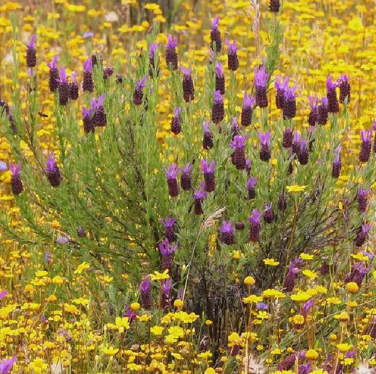Lavandula pedunculata ssp Pedunculata - Lavanda borboleta, Lavanda espanhola, Lavanda portuguesa, Alfazema portuguesa - Imagem 2