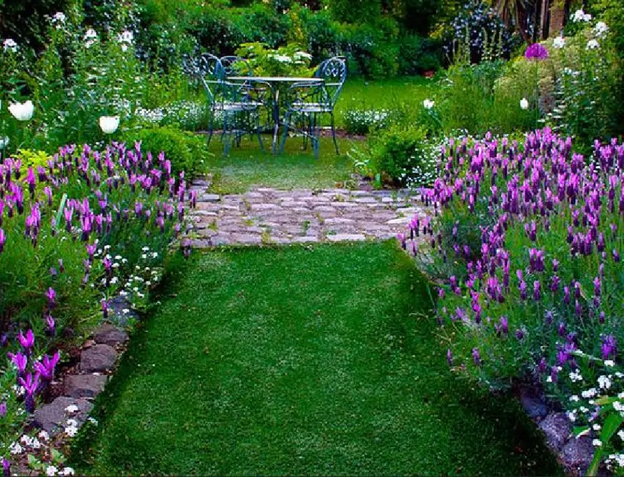 Lavandula pedunculata ssp Pedunculata - Lavanda borboleta, Lavanda espanhola, Lavanda portuguesa, Alfazema portuguesa - Imagem 4