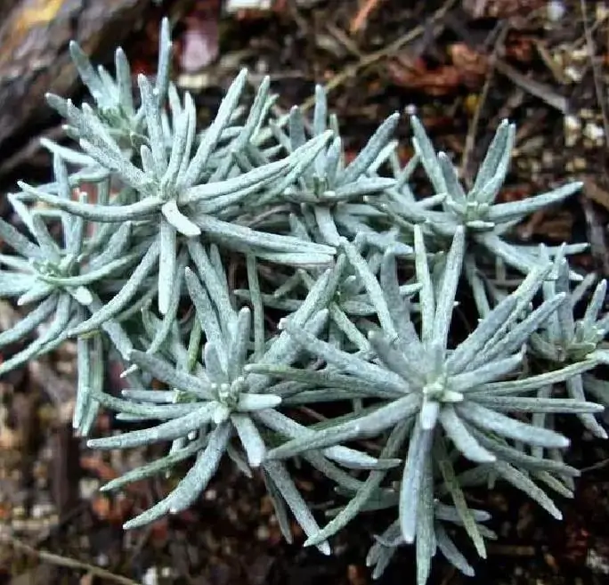 Lavandula pedunculata ssp Pedunculata - Lavanda borboleta, Lavanda espanhola, Lavanda portuguesa, Alfazema portuguesa - Imagem 8