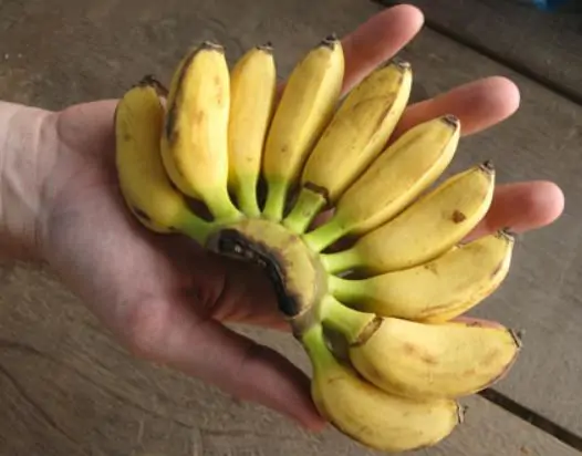 Musa acuminata subsp acuminata dwarf - Bananeira anão, banana acuminata anão, bananeira anã - Imagem 2