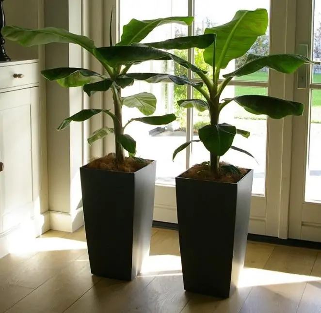 Musa acuminata subsp acuminata dwarf - Bananeira anão, banana acuminata anão, bananeira anã - Imagem 4