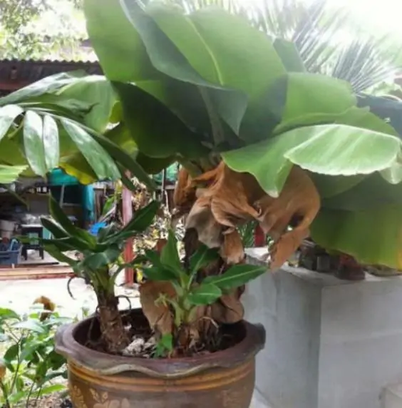 Musa acuminata subsp acuminata dwarf - Bananeira anão, banana acuminata anão, bananeira anã - Imagem 5