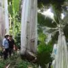 Musa ingens - Bananeira Gigante, Banana Gigante das Terras Altas