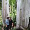 Musa ingens - Bananeira Gigante, Banana Gigante das Terras Altas - Image 2