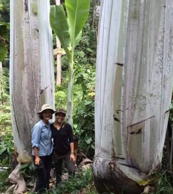 Musa ingens - Bananeira Gigante, Banana Gigante das Terras Altas - Image 2