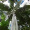 Musa ingens - Bananeira Gigante, Banana Gigante das Terras Altas - Image 3