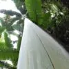 Musa ingens - Bananeira Gigante, Banana Gigante das Terras Altas - Image 4