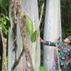 Musa ingens - Bananeira Gigante, Banana Gigante das Terras Altas - Image 5