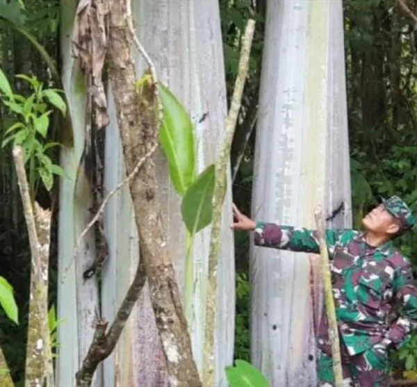 Musa ingens - Bananeira Gigante, Banana Gigante das Terras Altas - Image 5