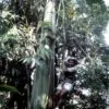 Musa ingens - Bananeira Gigante, Banana Gigante das Terras Altas - Image 6