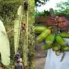 Musa ingens - Bananeira Gigante, Banana Gigante das Terras Altas - Image 7