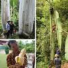 Musa ingens - Bananeira Gigante, Banana Gigante das Terras Altas - Image 8