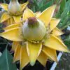 Musella lasiocarpa - Banana Lotus Dourada, Lótus dourada, Banana anã chinesa - Image 2
