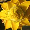 Musella lasiocarpa - Banana Lotus Dourada, Lótus dourada, Banana anã chinesa - Image 3