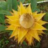 Musella lasiocarpa - Banana Lotus Dourada, Lótus dourada, Banana anã chinesa - Image 4