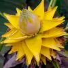Musella lasiocarpa - Banana Lotus Dourada, Lótus dourada, Banana anã chinesa - Image 5