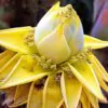 Musella lasiocarpa - Banana Lotus Dourada, Lótus dourada, Banana anã chinesa - Image 6