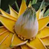 Musella lasiocarpa - Banana Lotus Dourada, Lótus dourada, Banana anã chinesa - Image 7