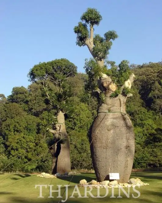 Adansonia gregorii - Baobá da Austrália, baobá de Kimberly - Image 8