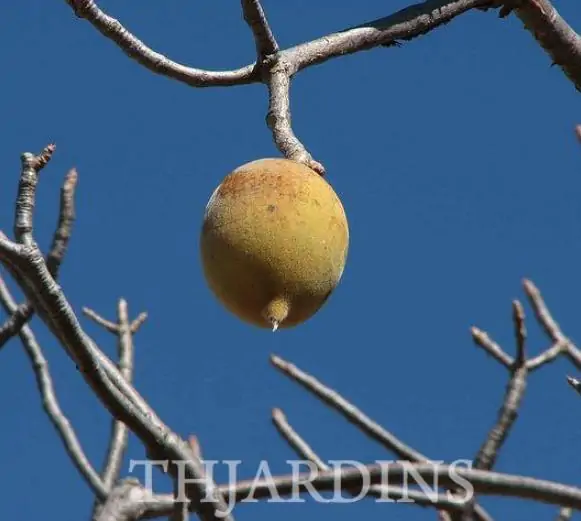 Adansonia gregorii - Baobá da Austrália, baobá de Kimberly - Image 9