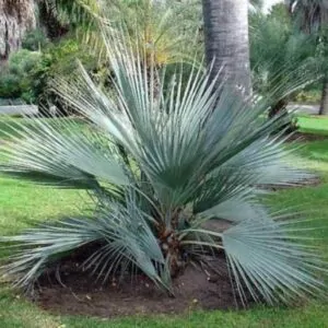 Nannorrhops ritchiana - Palmeira Azul, Palmeira Prata, Mazari Palm