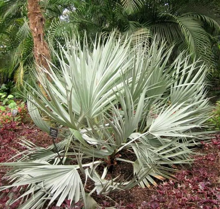 Nannorrhops ritchiana - Palmeira Azul, Palmeira Prata, Mazari Palm - Imagem 3