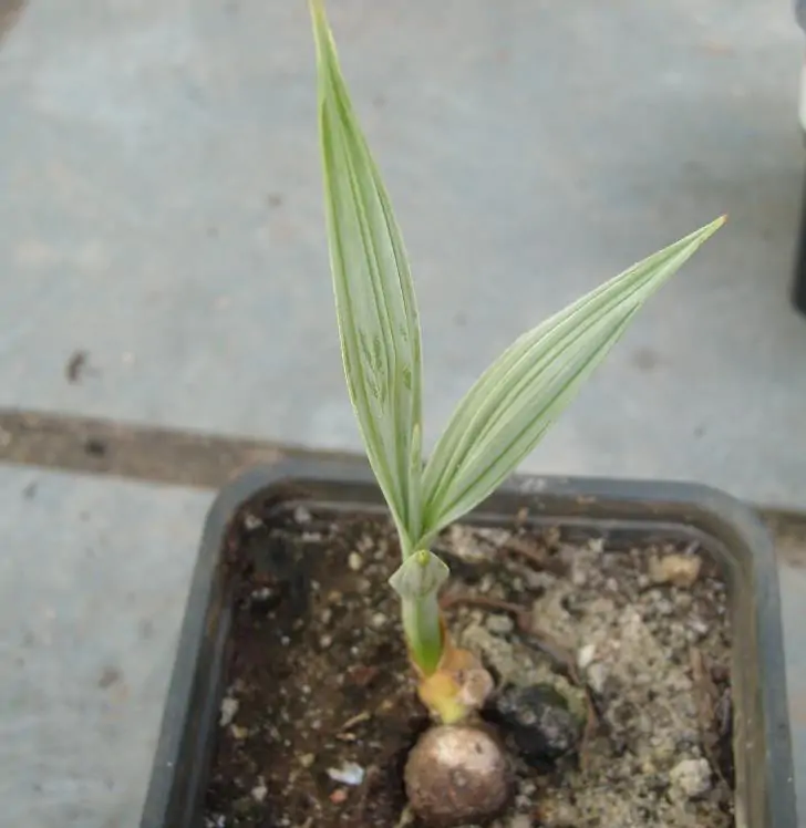Nannorrhops ritchiana - Palmeira Azul, Palmeira Prata, Mazari Palm - Imagem 4