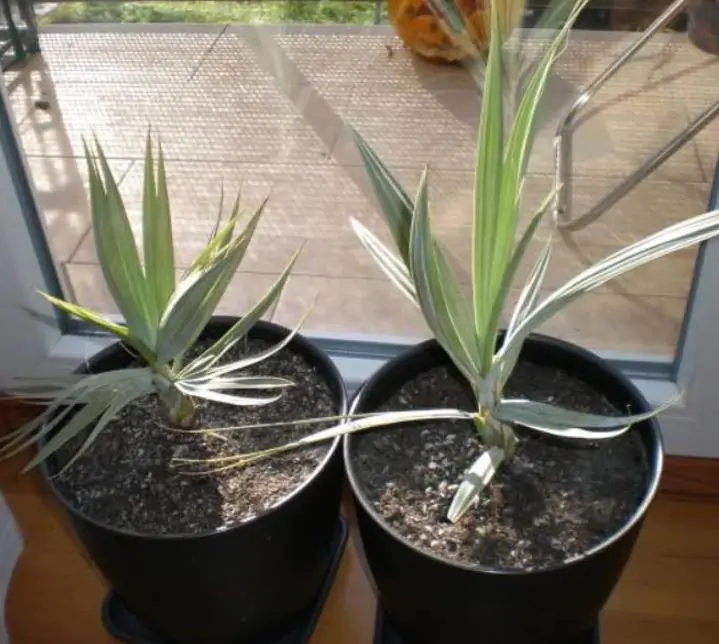 Nannorrhops ritchiana - Palmeira Azul, Palmeira Prata, Mazari Palm - Imagem 5