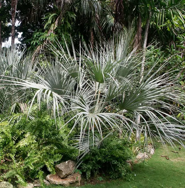 Nannorrhops ritchiana - Palmeira Azul, Palmeira Prata, Mazari Palm - Imagem 6