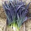 Allium Porrum Saint Victor D Hiver (Violet Leaf) - Alho Poró Saint Victor