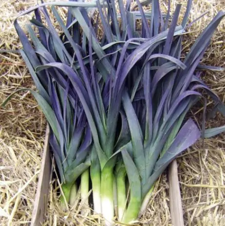 Allium Porrum Saint Victor D Hiver (Violet Leaf) - Alho Poró Saint Victor