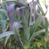 Allium Porrum Saint Victor D Hiver (Violet Leaf) - Alho Poró Saint Victor - Image 2