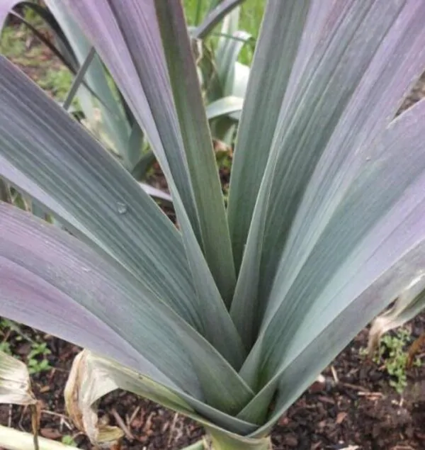 Allium Porrum Saint Victor D Hiver (Violet Leaf) - Alho Poró Saint Victor - Image 4