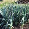 Allium Porrum Saint Victor D Hiver (Violet Leaf) - Alho Poró Saint Victor - Image 6