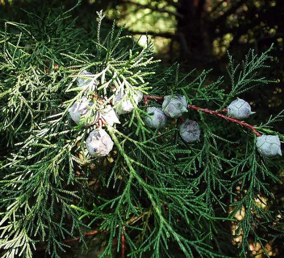 Cupressus Lusitanica Var. Benthamii - Cedro Do Buçaco, Cipreste Mexicano,  Bentham Cypress, Cedro De S.José - Imagem 3